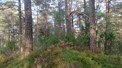 Galtåsen