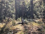 Nyseterhaugen Nyseterhaugen
