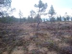 Hindalsrøra Hindalsrøra
