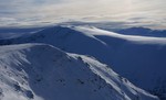 Gråskarvet Gråskarvet