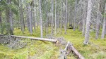Fodnesåsen Fodnesåsen