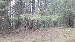 Sortungshøgda Sortungshøgda