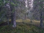 Lomisåsen aust Lomisåsen aust