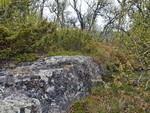 Skjelbreidshaugen Skjelbreidshaugen